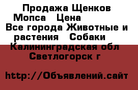 Продажа Щенков Мопса › Цена ­ 18 000 - Все города Животные и растения » Собаки   . Калининградская обл.,Светлогорск г.